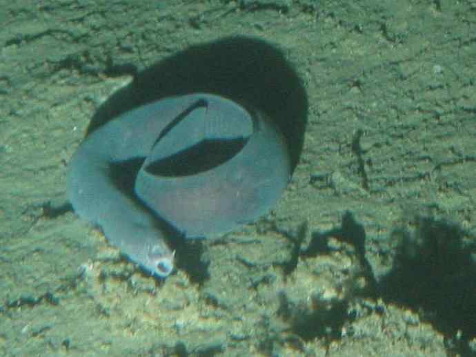 鱼类活化石：盲鳗