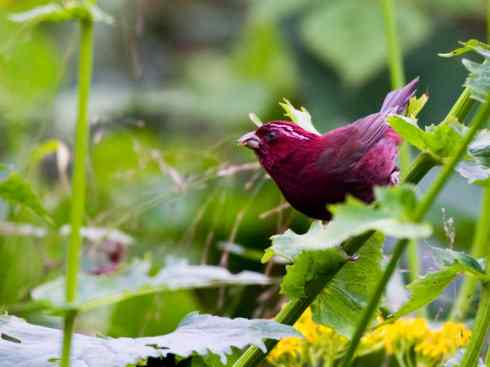 极品红色鸟类：酒红朱雀