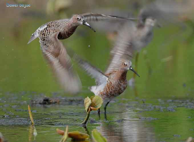 曼妙起舞--慢门抓拍滨鹬起飞瞬间