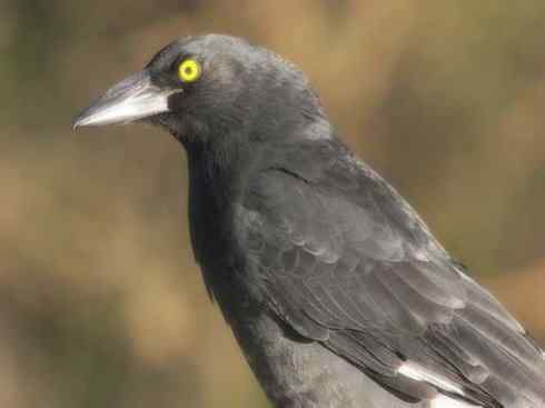 天生猎手：非猛禽类猎手之二（雀鸟也是屠夫——伯劳）