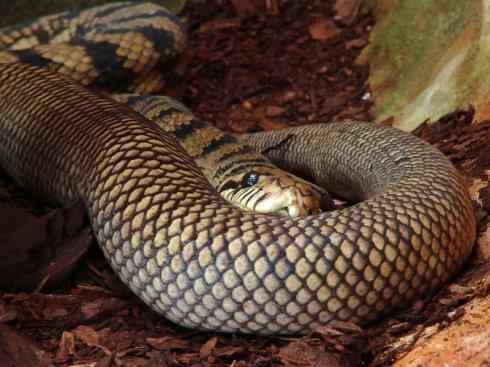 龙：传说的兽原型探秘（树蟒类）