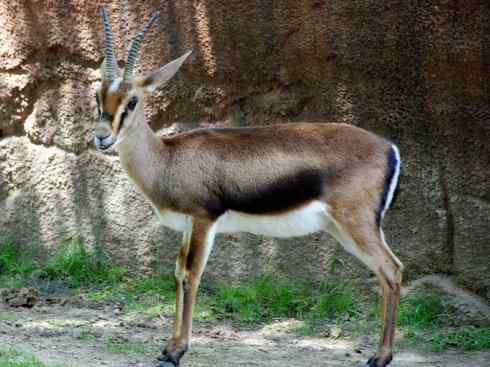 麒麟：传说的兽原型探秘（鹿羚）