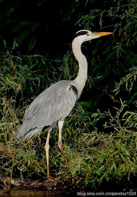 一只漂亮的苍鹭(稻香湖)