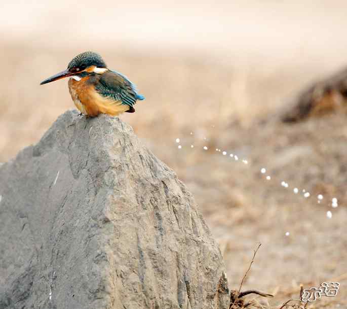 圆明园&nbsp;wbr路&nbsp;wbr小翠吃红鱼