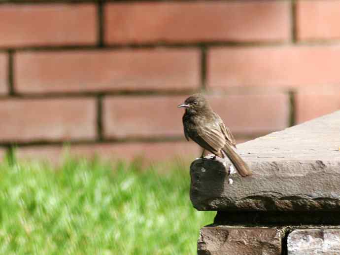 在加州拍鸟（1）黑菲比霸鹟
