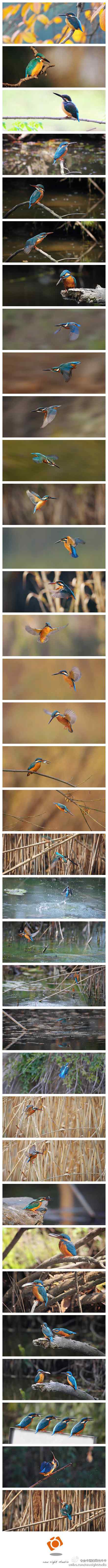 普通翠鸟的精彩图集
