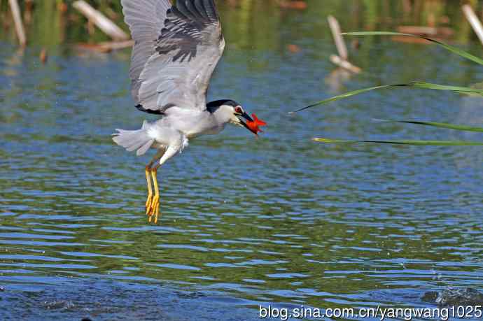 捕鱼的夜鹭（2）
