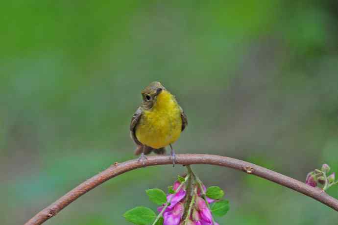 雌性绿背姬鶲（10）