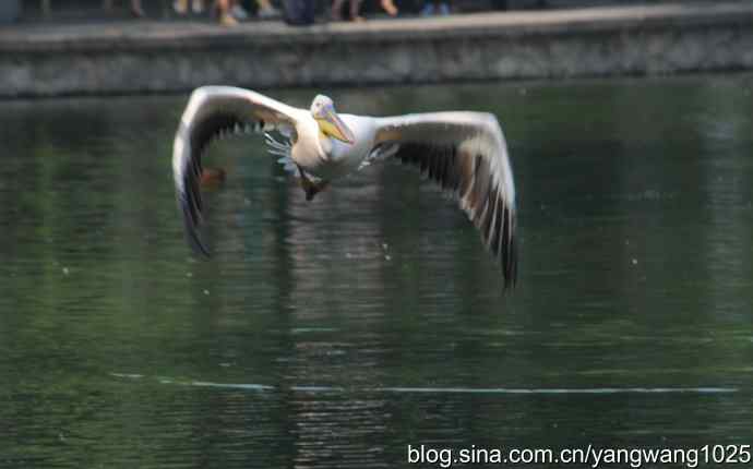 再拍大鹈鹕 wbr3 再拍大鹈鹕 wbr3