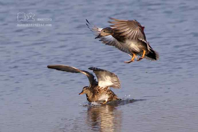 四川西昌鸟类摄影——赤膀鸭