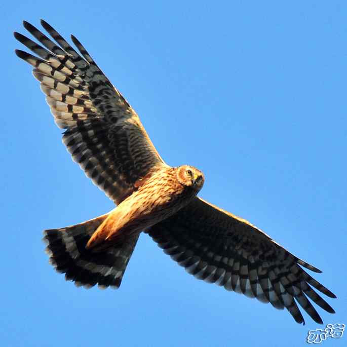 北京西山 wbr路 wbr白尾鹞 北京西山 wbr路 wbr白尾鹞