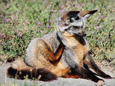 犬科：狐亚科之大耳狐