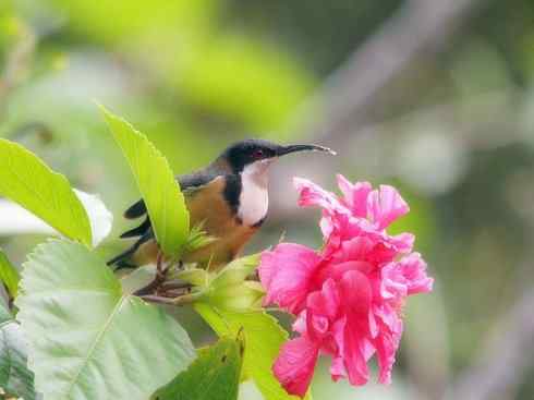 十大喜食蜂蜜动物:棕熊 十大喜食蜂蜜动物:棕熊