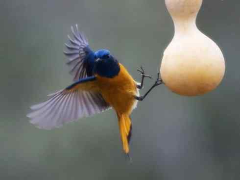 美丽无罪：雀鸟之红尾鸲