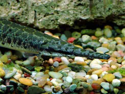 鱼类活化石：鳄雀鳝