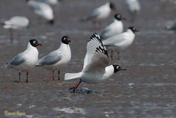 渤海湾的遗鸥迁徙潮