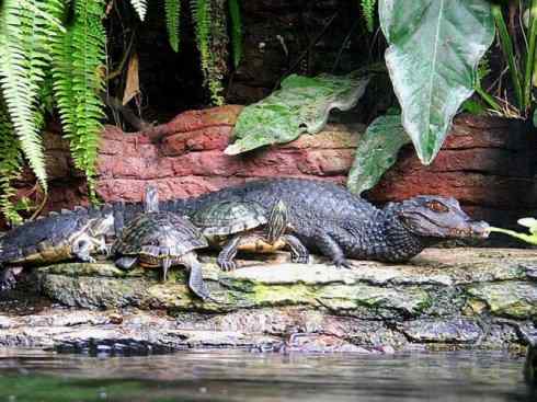 龙:传说的兽原型探秘(短吻鳄类) 龙:传说的兽原型探秘(短吻鳄类)