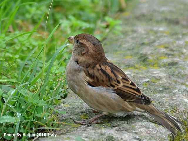【亚平宁半岛之旅 wbr. wbr疑似洋家雀】
