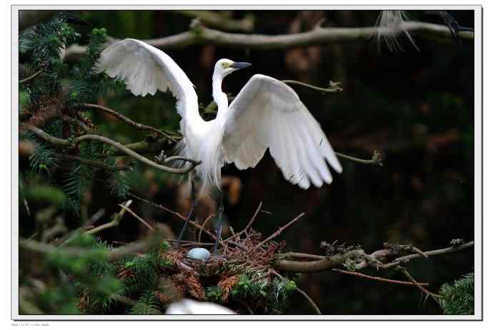 尼康V1相机拍摄的象山白鹭