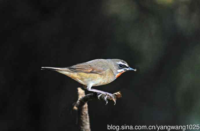 红喉歌鸲(20) 红喉歌鸲(20)