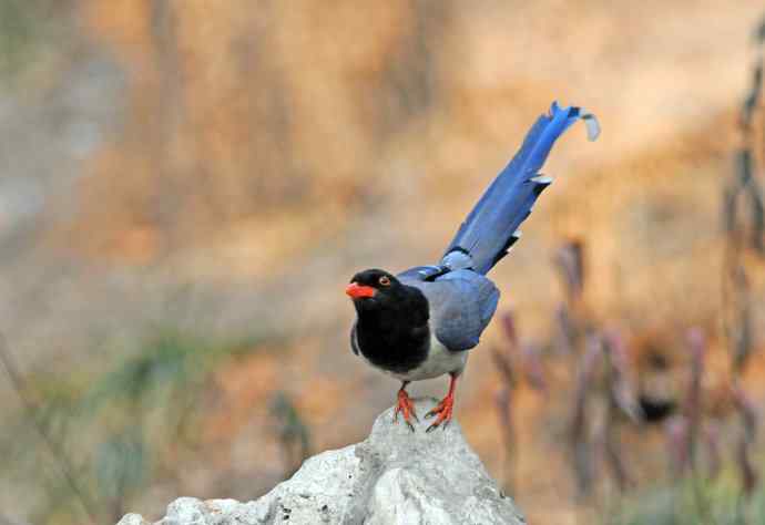 红嘴蓝鹊(13) 红嘴蓝鹊(13)