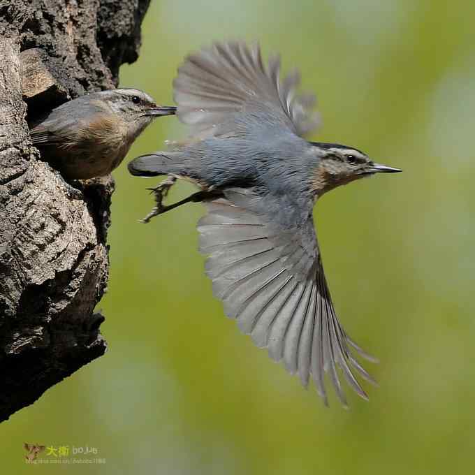 黑头鳾：放飞春天