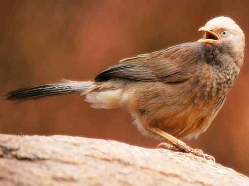 白头鸟系列:另类的美丽5 白头鸟系列:另类的美丽5