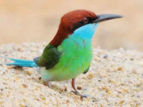 绝色攀禽：佛法僧目之蜂虎2