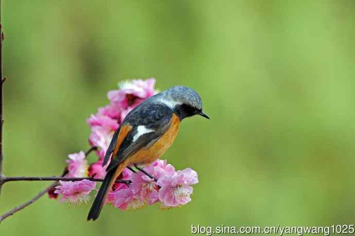 雄性北红尾鸲（25）