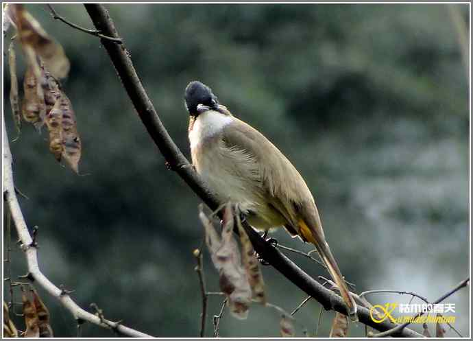 巧遇鈥溁仆勿氢潯菊掌