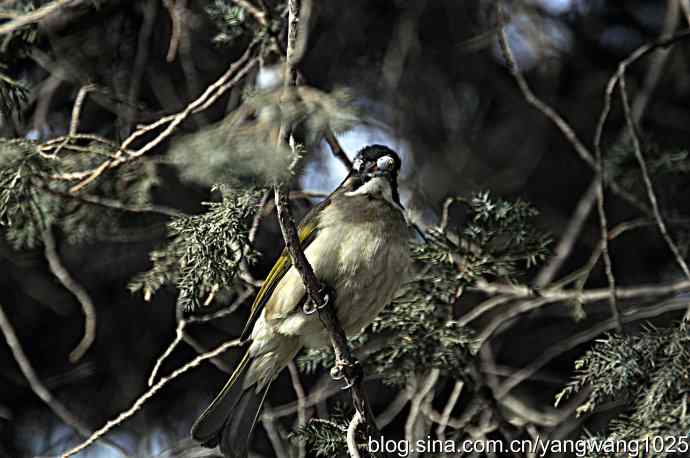 北京天坛公园的鸟类——柏树籽充饥的白头鹎