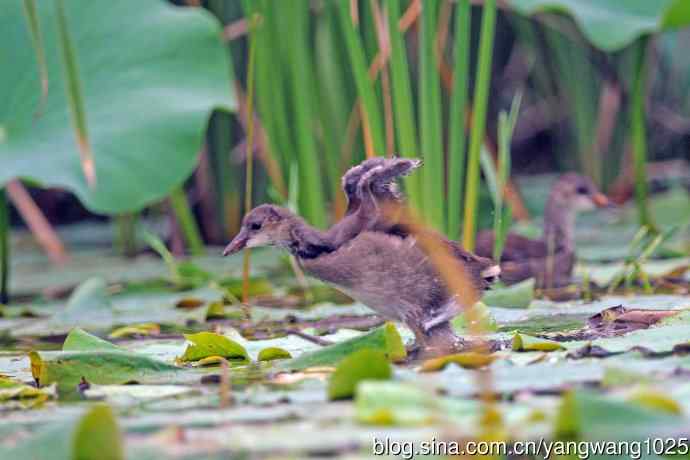 北京奥森公园的鸟类——自己觅食的小黑水鸡