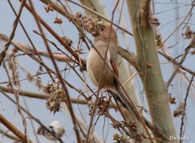 棕头鸦雀 wbr憨态可掬