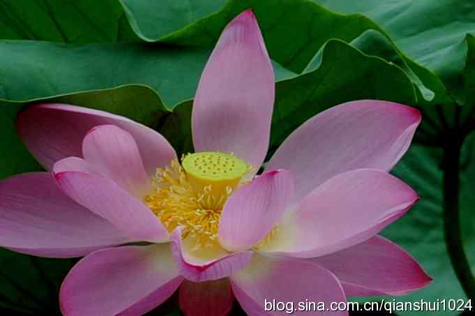 湖畔上的美丽(黑天鹅.荷.莲)