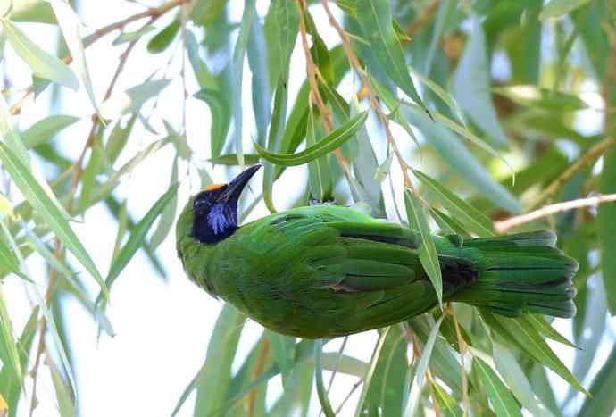 不知细叶谁来扮 wbr金额叶鹎似柳条