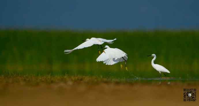 野鸭湖的大白鹭和白鹭