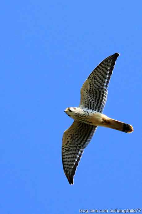 美国鸟类摄影——鹗