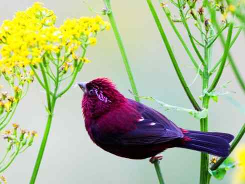 美丽无罪：雀鸟之雀类