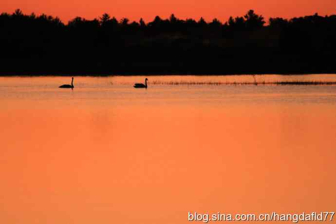 晚霞路湖泊路天鹅