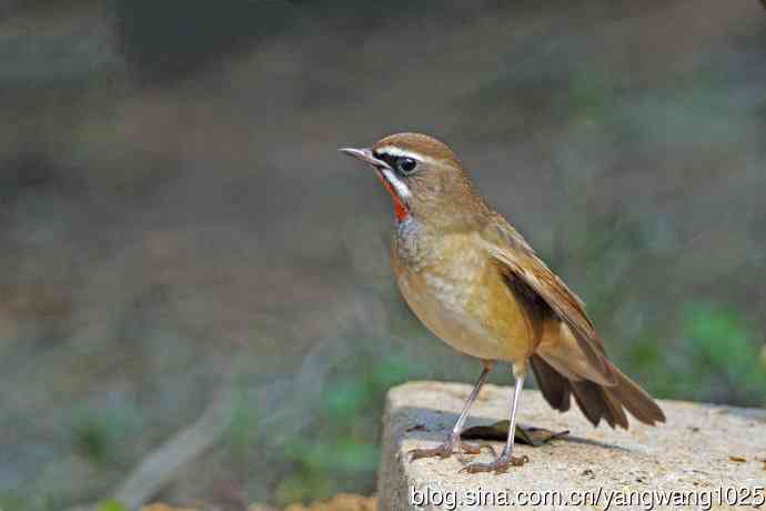 雄性红喉歌鸲（23）