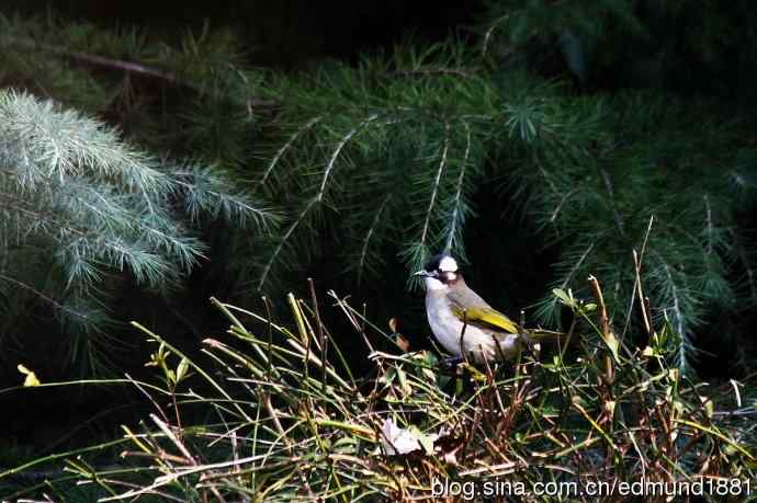 初哥守株待兔之收获