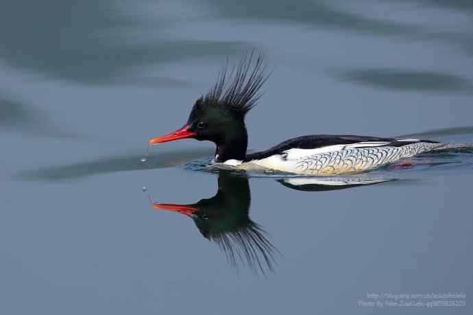 千里追寻中华秋沙鸭