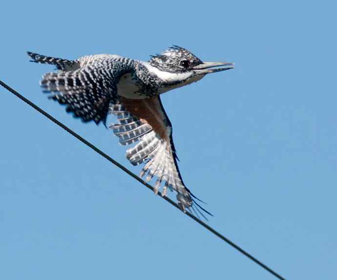 一次拍鸟会友的愉快经历