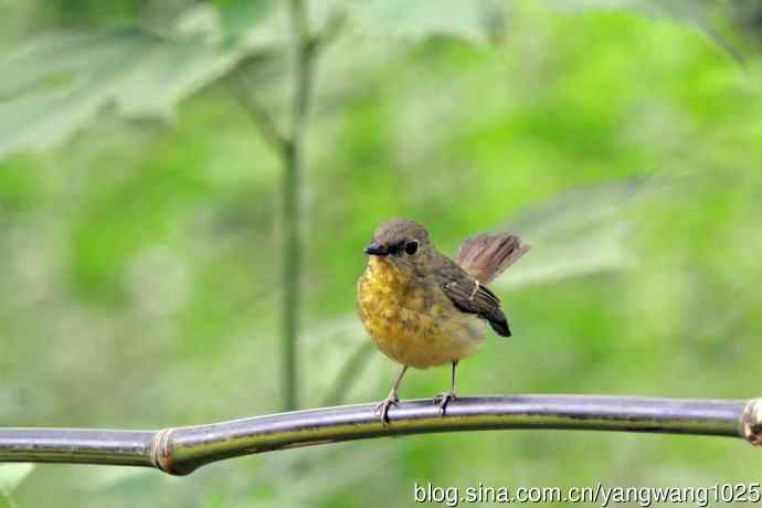 雌性绿背姬鶲（14）