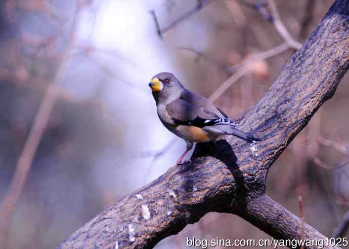 黑尾蜡嘴雀 wbr3