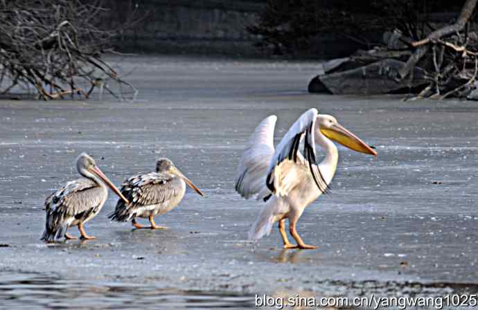 冰上鹈鹕舞 冰上鹈鹕舞