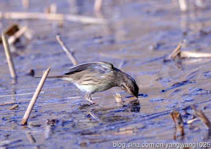 雌性灰头鹀(4) 雌性灰头鹀(4)