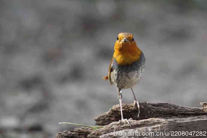 打鸟归来收获多多   (5）日本歌鸲