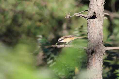 内蒙古鸟类摄影——红尾伯劳