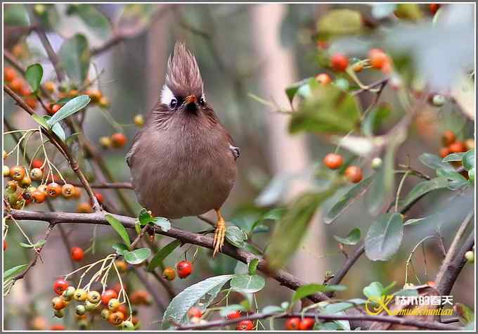 白领凤鹛【照片】